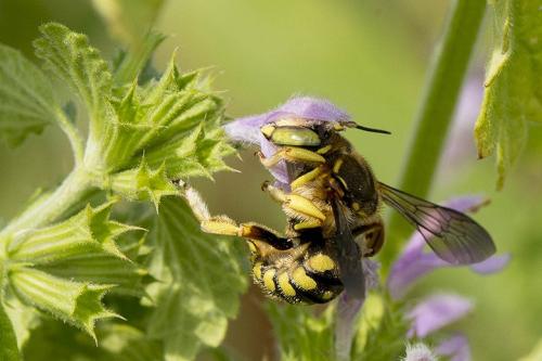 Anthidium sp.
